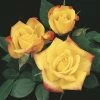 Weeks Roses Nursery Rose - Rainbow's End Patio Yellow Blush Orange Red