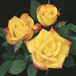 Weeks Roses Nursery Rose - Rainbow's End Patio Yellow Blush Orange Red