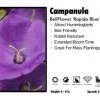 Pandy's Garden Center Perennials Campanula ‘Rapido Blue’ Bellflower