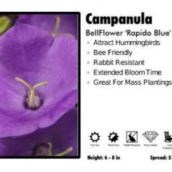 Pandy's Garden Center Perennials Campanula ‘Rapido Blue’ Bellflower