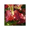 Pandy's Garden Center Nursery Viburnum Raspberry Tart