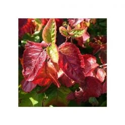 Pandy's Garden Center Nursery Viburnum Raspberry Tart
