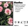 Pandy's Garden Center Dianthus ‘Raspberry Surprise’ Perennials