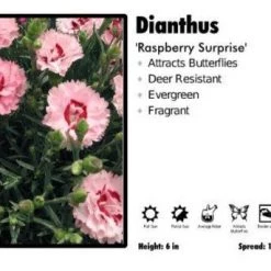 Pandy's Garden Center Dianthus ‘Raspberry Surprise’ Perennials