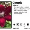 Pandy's Garden Center Clematis 'Rebecca' Perennials 1 Pandy's Garden Center Clematis 'Rebecca' Perennials
