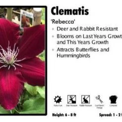 Pandy's Garden Center Clematis 'Rebecca' Perennials