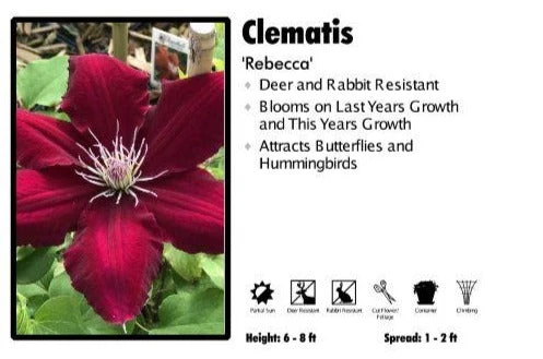Pandy's Garden Center Clematis 'Rebecca' Perennials 3 Pandy's Garden Center Clematis 'Rebecca' Perennials