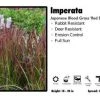 Pandy's Garden Center Imperata 'Red Baron' Japanese Blood Grass Nursery