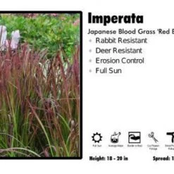 Pandy's Garden Center Imperata 'Red Baron' Japanese Blood Grass Nursery