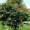 Pandy's Garden Center Nursery Buckeye - Red Tree 2 Pandy's Garden Center Nursery Buckeye - Red Tree