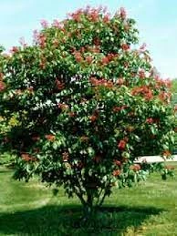 Pandy's Garden Center Nursery Buckeye - Red Tree 3 Pandy's Garden Center Nursery Buckeye - Red Tree