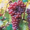 Pandy's Garden Center Grape Canadice Red