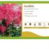 Pandy's Garden Center Perennials Astilbe Japonica ’Red Charm' False Spirea