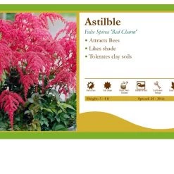 Pandy's Garden Center Perennials Astilbe Japonica ’Red Charm' False Spirea