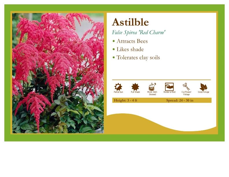Pandy's Garden Center Perennials Astilbe Japonica ’Red Charm' False Spirea 3 Pandy's Garden Center Perennials Astilbe Japonica ’Red Charm' False Spirea