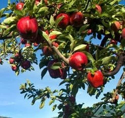 Pandy's Garden Center Apple - Red Delicious Semi Dwarf Nursery 5 Pandy's Garden Center Apple - Red Delicious Semi Dwarf Nursery