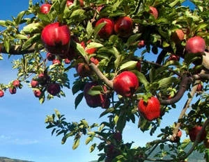 Pandy's Garden Center Apple - Red Delicious Semi Dwarf Nursery 4 Pandy's Garden Center Apple - Red Delicious Semi Dwarf Nursery