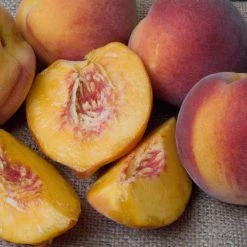 Willoway Peach - Red Haven Peach Semi Dwarf