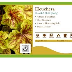 Pandy's Garden Center Perennials Heuchera 'Red Lightning' Coral Bells
