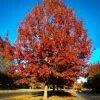 Pandy's Garden Center Nursery Red Oak