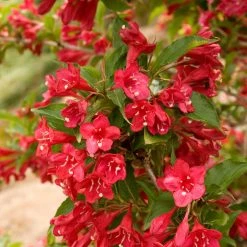 Pandy's Garden Center Nursery Weigela Red Prince - B6 !
