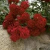 Weeks Roses Rose - Red Ribbons Groundcover 1 Weeks Roses Rose - Red Ribbons Groundcover