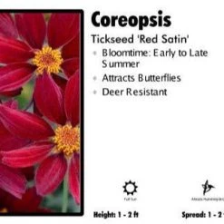 Pandy's Garden Center Coreopsis 'Red Satin' Tickseed
