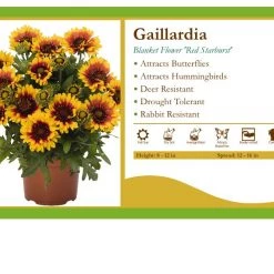 Pandy's Garden Center Gaillardia 'Red Starburst' Blanket Flower