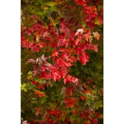 Walker Maple Crimson Sunset Nursery