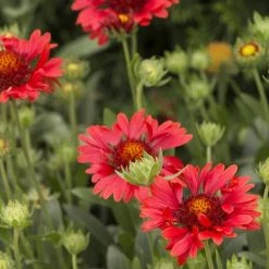 Pandy's Garden Center Gaillardia - Sunset Celebration