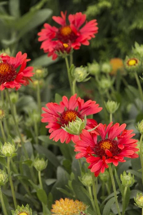 Pandy's Garden Center Gaillardia - Sunset Celebration 3 Pandy's Garden Center Gaillardia - Sunset Celebration