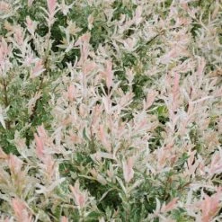 Willoway Hakuro Nishiki Willow - Flamingo Nursery