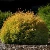 Pandy's Garden Center Nursery Arborvitae - Rheingold