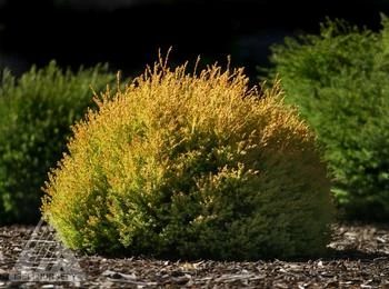 Pandy's Garden Center Nursery Arborvitae - Rheingold 3 Pandy's Garden Center Nursery Arborvitae - Rheingold