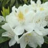 Pandy's Garden Center Nursery Rhododendron Chionoides White