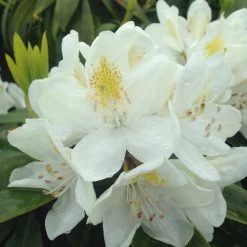Pandy's Garden Center Nursery Rhododendron Chionoides White