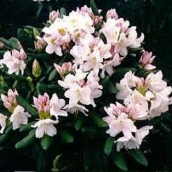 Pandy's Garden Center Rhododendron-Catawbiense Album #3