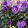 Pandy's Garden Center Nursery Rhododendron Lees Dark Purple