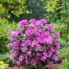 Pandy's Garden Center Rhododendron-PJM Star Elite #3