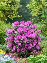 Pandy's Garden Center Rhododendron-PJM Star Elite #3