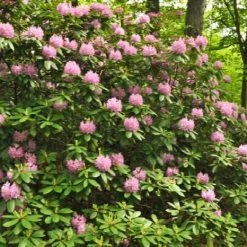 Pandy's Garden Center Rhododendron Roseum Pink Nursery