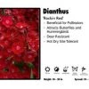 Pandy's Garden Center Dianthus ‘Rockin Red’ Perennials