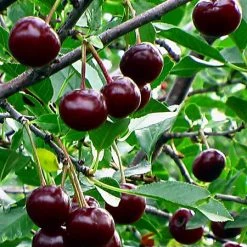 Pandy's Garden Center Cherry - Romeo