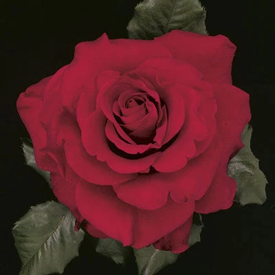 Weeks Roses Nursery Rose - In The Mood Hybrid Tea True Red 3 Weeks Roses Nursery Rose - In The Mood Hybrid Tea True Red