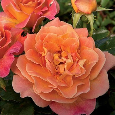 Weeks Roses Rose - Rosie The Riveter Floribunda Orangey Gold Pink Nursery 3 Weeks Roses Rose - Rosie The Riveter Floribunda Orangey Gold Pink Nursery