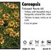 Pandy's Garden Center Perennials Coreopsis ‘Route 66’ Tickseed