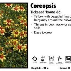 Pandy's Garden Center Perennials Coreopsis ‘Route 66’ Tickseed