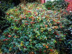 Pandy's Garden Center Holly - Royal Duet Male / Female Nursery