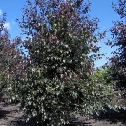 Pandy's Garden Center Birch Royal Frost Clump Nursery