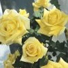 Weeks Roses Nursery Rose - Royal Gold Climber Deep Gold Yellow